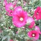 51 Pink Hollyhock Seedswildflower Drought Heat Cold