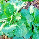 601 Vates Collard Greens Seeds Heat Frost Tolerant Slow Bolt