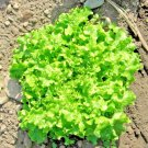 601 Green Ice Lettuce Seeds Vegetable