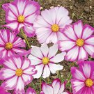 301 Cosmos Candy Stripe Seeds Wildflower Drought Heat