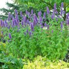 101 Purple Giant Hyssop Seeds Drought Heat Cold Pollinators