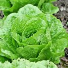 601 Paris Island Cos Romain Lettuce Seeds