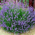 301 True English Lavender Seed Herb Oils Fragrance Fresh Dried Repellent