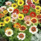 201 Chrysanthemum Painted Daisy Mix Seeds White Purple Red Yellow Patio/Garden