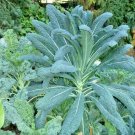 601 Lacinato Dinosaur Kale Seeds