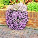 501 Pink Rock Soapwort Seeds Groundcover Trailing Container Baskets