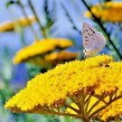 501 Gold Yellow Yarrow Seeds Milfoil Wildflower