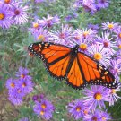 201 New England Aster Seeds Fall