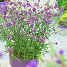 501 Purpletop Vervain Seeds Herb Tea Drought Container