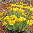 301 Oregon Sunshine Seeds Wooley Sunflower Drought