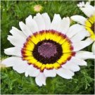 201 Chrysanthemum Tri-Color Painted Daisy Seeds/Patio Containers Annual