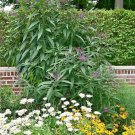 301 Common Smooth Ironweed Seeds Heat Cold Pollinators