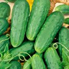 31 Homemade Pickles Cucumber Seeds Vegetable