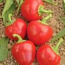 101 Hot Red Cherry Pepper Seeds Vegetable