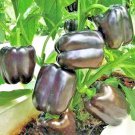 101 Chocolate Beauty Sweet Bell Pepper Seeds Vegetable