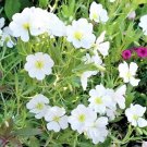 301 Pale Evening Primrose Seeds Drought Heat Cold Groundcover Wildflower