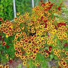 2001 Dwarf Plains Coreopsis Seeds Drought Tolerant Pollinators