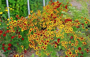 2001 Dwarf Plains Coreopsis Seeds Drought Tolerant Pollinators