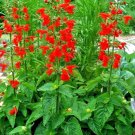 301 Scarlet Sage Seeds Wildflower Drought Heat Cold
