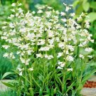 301 Foxglove Beardtongue Seeds Container