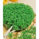 1001 Curled Cress Seeds Indoor Container Sprouting Shade Spring
