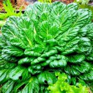 601 Tat Soi Cabbage Seeds Vegetables Asian