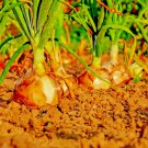 401 Yellow Sweet Spanish Onion Seeds Long Day Vegetable