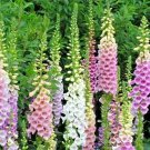 2501 Foxglove Mix Seeds Wildflower Shade