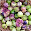 51 Purple De Milpa Tomatillo Seed Vegetable