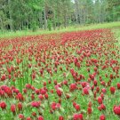 1001 Crimson Clover Seeds Groundcover Food Plot Pollinators