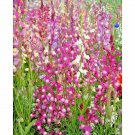 2001 Snapdragon Northern Lights Mix Seeds Container