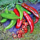 101 Anaheim Chili Pepper Seedsvegetable