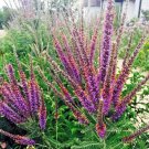 201 Lead Plant Seed Drought Heat Cold Pollinators