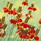 501 Mexican Hat Seeds Drought Heat Cold