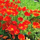 1001 Red Chief California Poppy Seeds