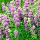 301 Lemon Mint Seeds Herb
