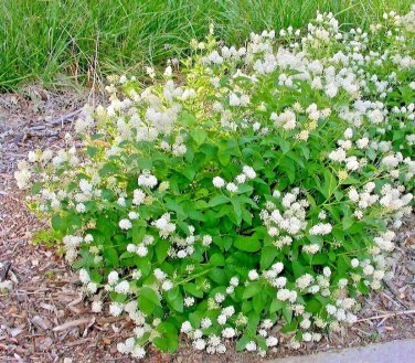 51 New Jersey Tea Herb Seeds Bush Shrub Shade