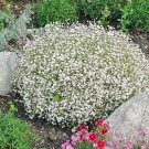501 Baby'S Breath Seeds Annual Cut Dried