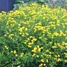 501 Great St. Johns Wort Seeds Shrub Herb Medicinal