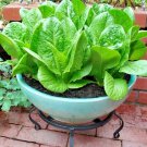 601 Bib Buttercrunch Lettuce Seeds Vegetable