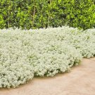 1501 Tall Sweet Alyssum Seeds Drought Heat Groundcover