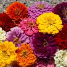 301 Giant Dahlia Zinnia Mix Seeds