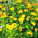 301 Ox Eye Sunflower Seeds Heat Cold