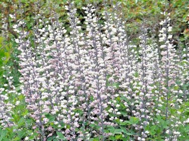 51 White Wild False Indigo Seeds Nitrogen-Fixing