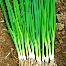 501 Japanese Evergreen Bunching Green Onion Seeds