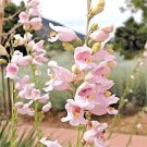 301 Palmer'S Penstemon Seeds Drought Heat Cold