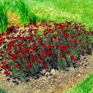 2001 Dwarf Red Plains Coreopsis Seeds Drought Heat Pollinators