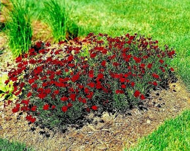 2001 Dwarf Red Plains Coreopsis Seeds Drought Heat Pollinators