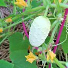 31 Miniature Sweet White Bush Cucumber Seed Container Vegetable