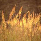 501 Indian Grass Seeds Native Prairie Wildflower Ornamental